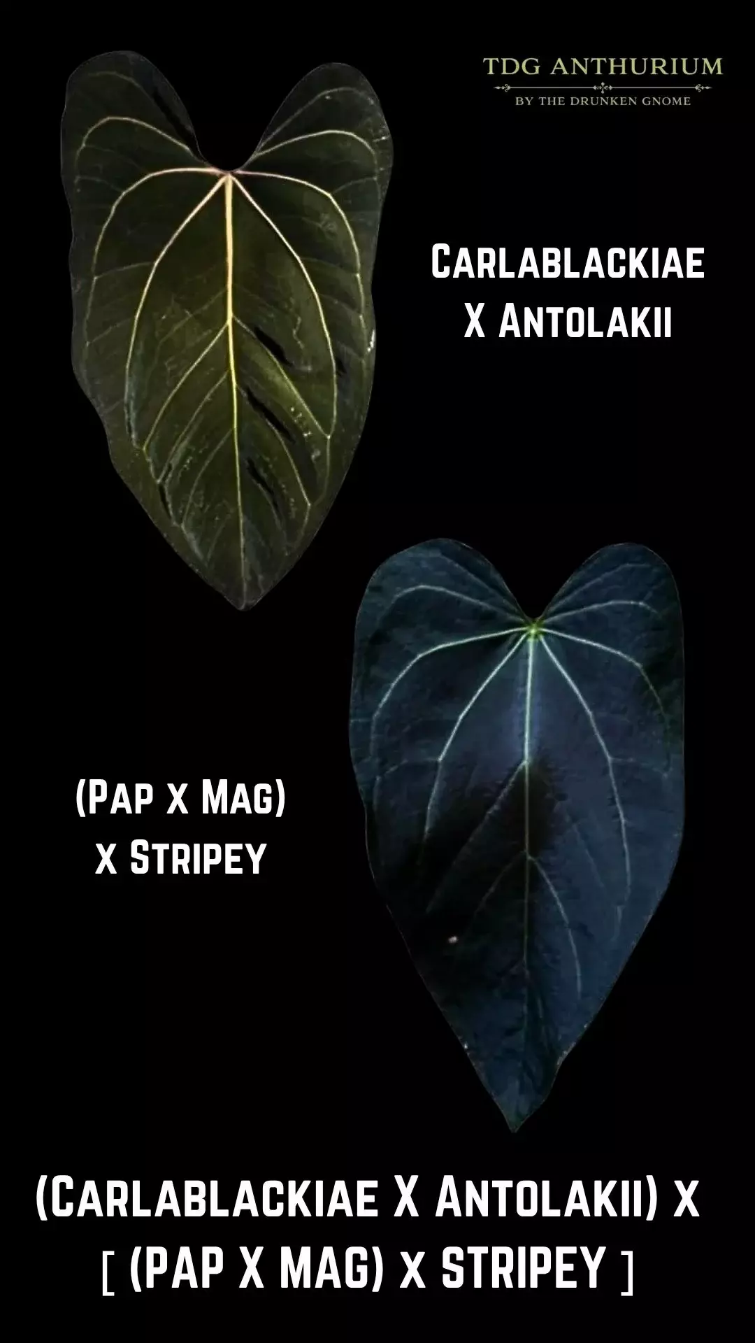 Seedling - (Carla x Antolakii) x [(Pap x Mag) x Stripey] Anthurium thumbnail