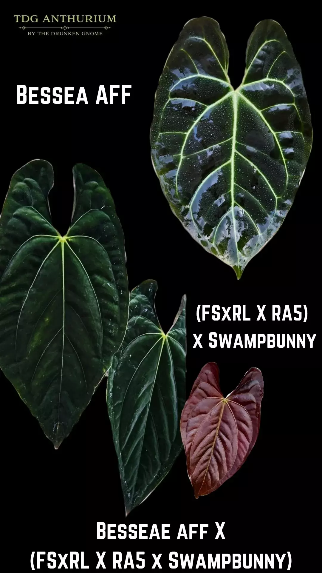Seedling - Bessea Aff x [(FSRL x RA5) x Swampbunny] Anthurium thumbnail
