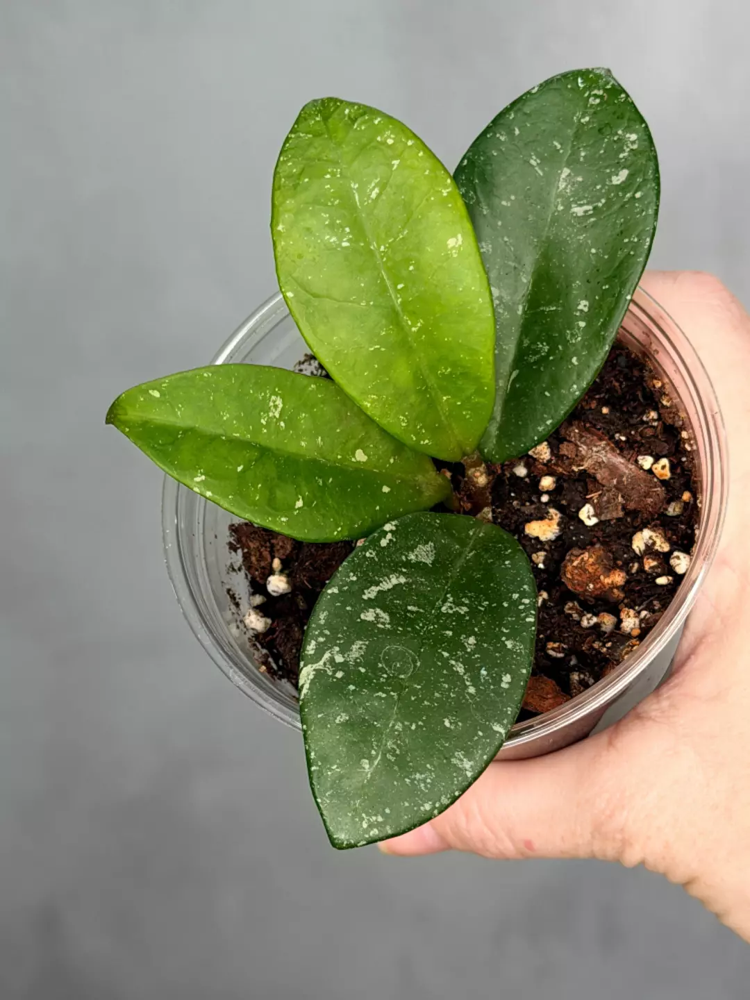 Hoya 'Heidi' thumbnail