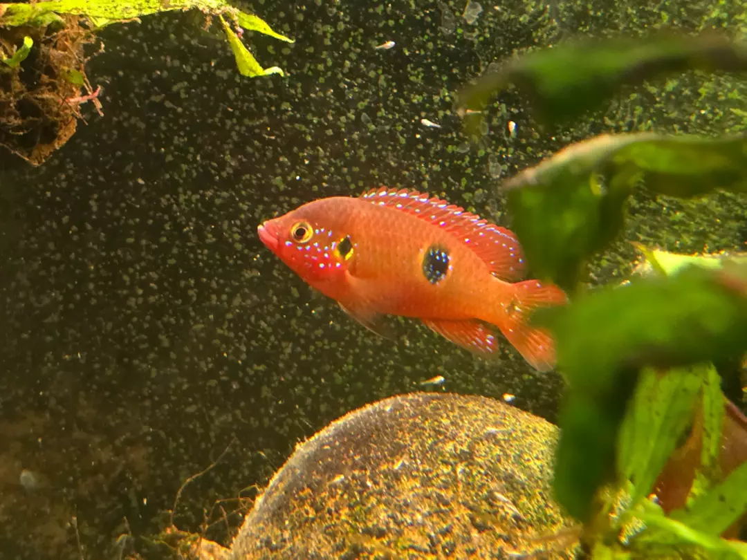 Jewel Cichlids Assorted 1.5-2 inch Unsexed Mix fish live juvenile fish aquarium thumbnail