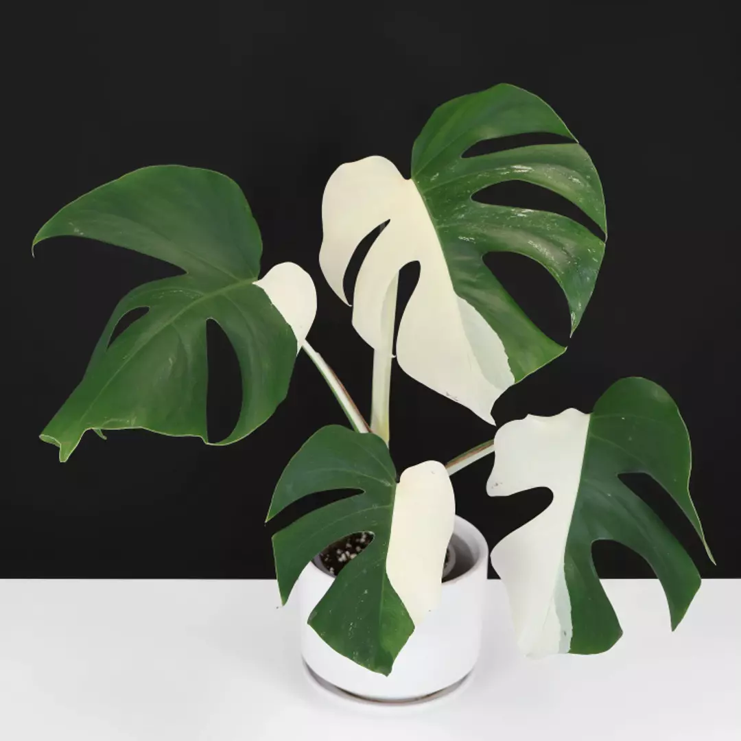 Monstera Albo Borsigiana (Sectoral Variegation)  thumbnail