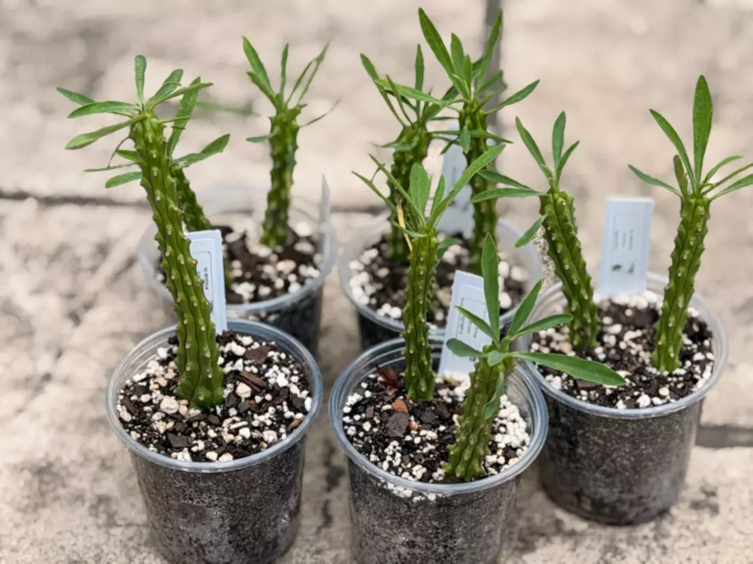 Euphorbia loricata - Rooted Cuttings thumbnail