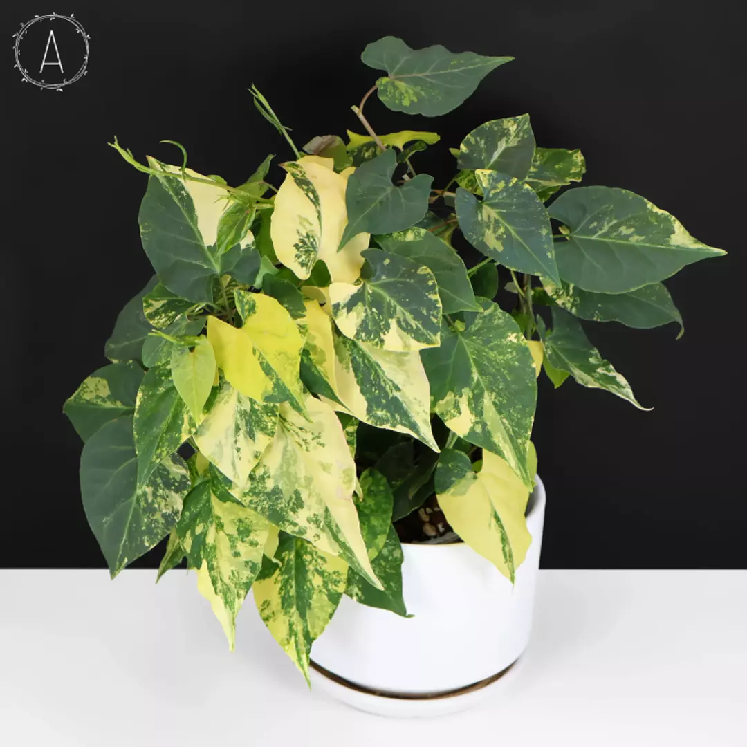 Fallopia Multiflora Aurea Variegated thumbnail