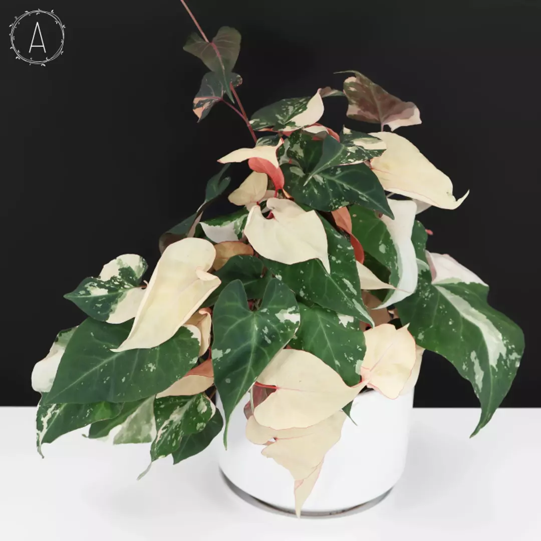 Fallopia Multiflora Variegated thumbnail