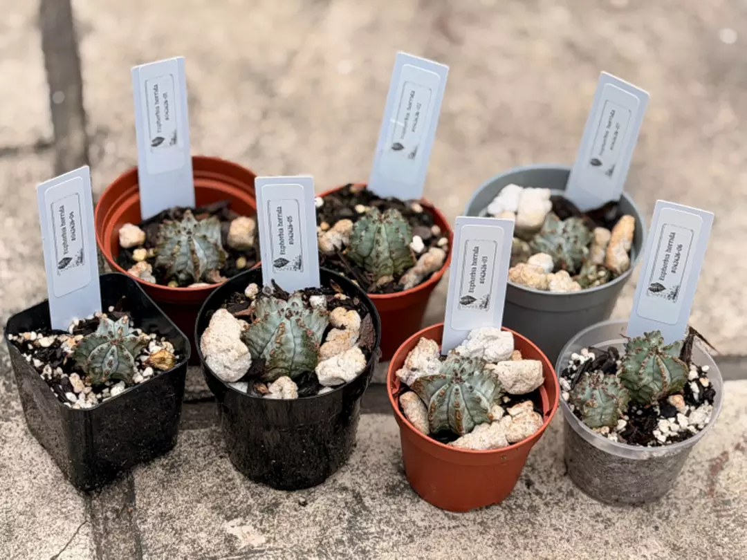Euphorbia horrida - Rooted Cuttings thumbnail