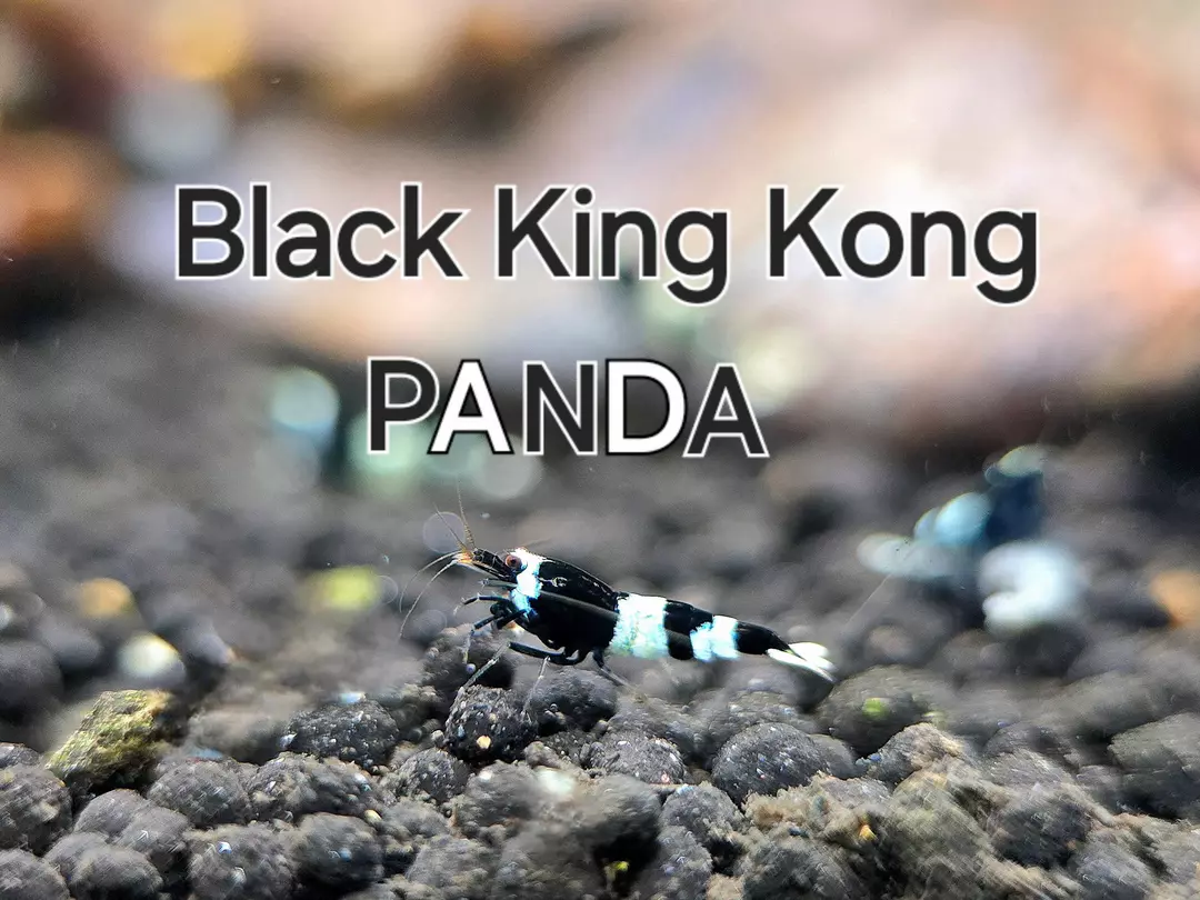 Black King Kong Panda Shrimp Caridina Live shrimp aquarium fish tank healthy eco thumbnail