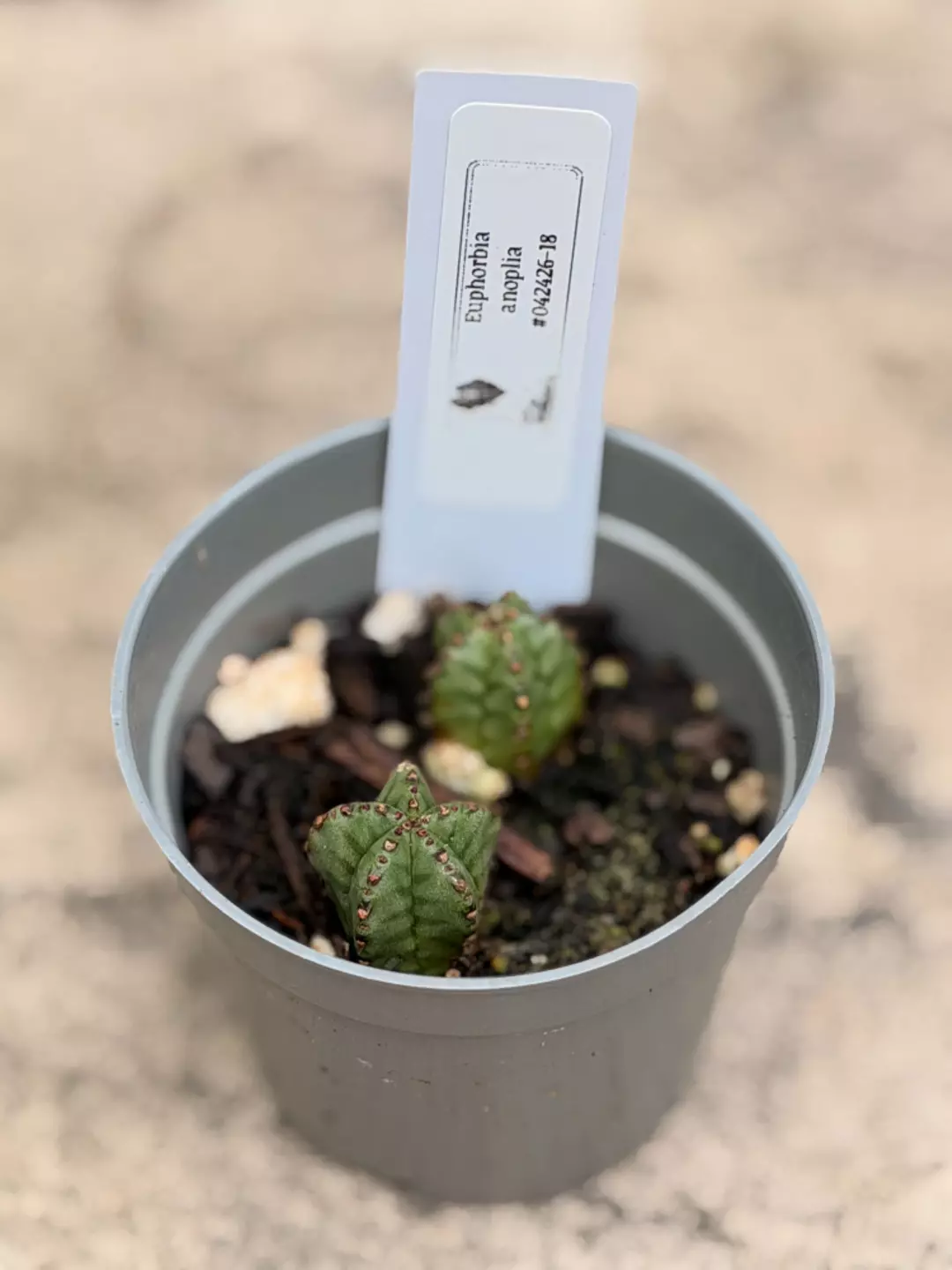 Euphorbia anoplia - Rooted Cuttings thumbnail
