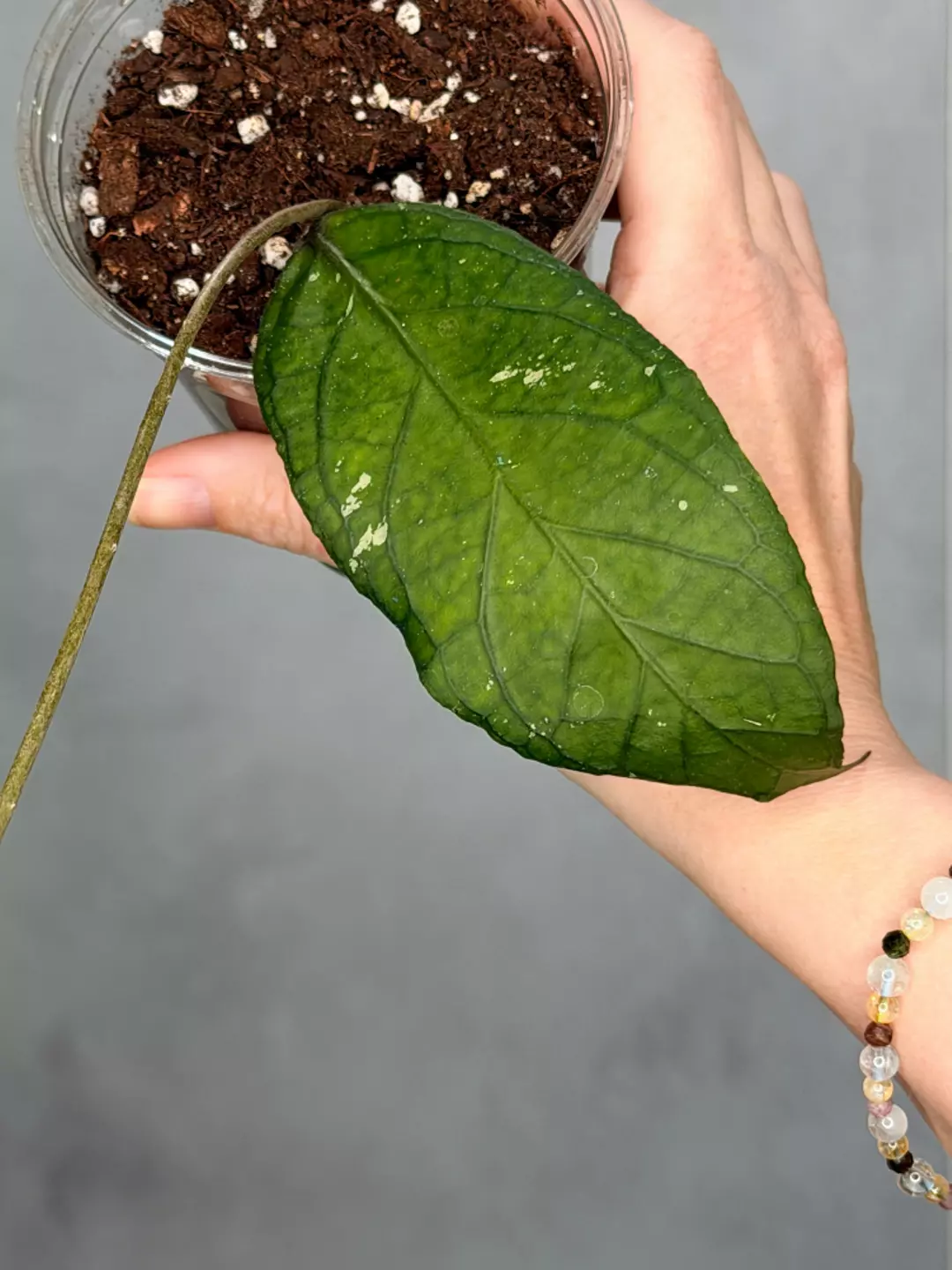 Hoya sp Gampang ‘Elephant Trunk’  thumbnail