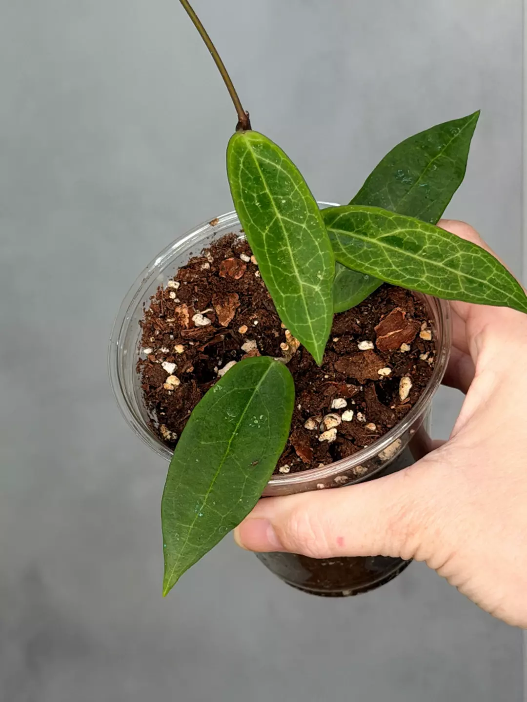 Hoya ‘Love Affair’ GTX01-01 thumbnail