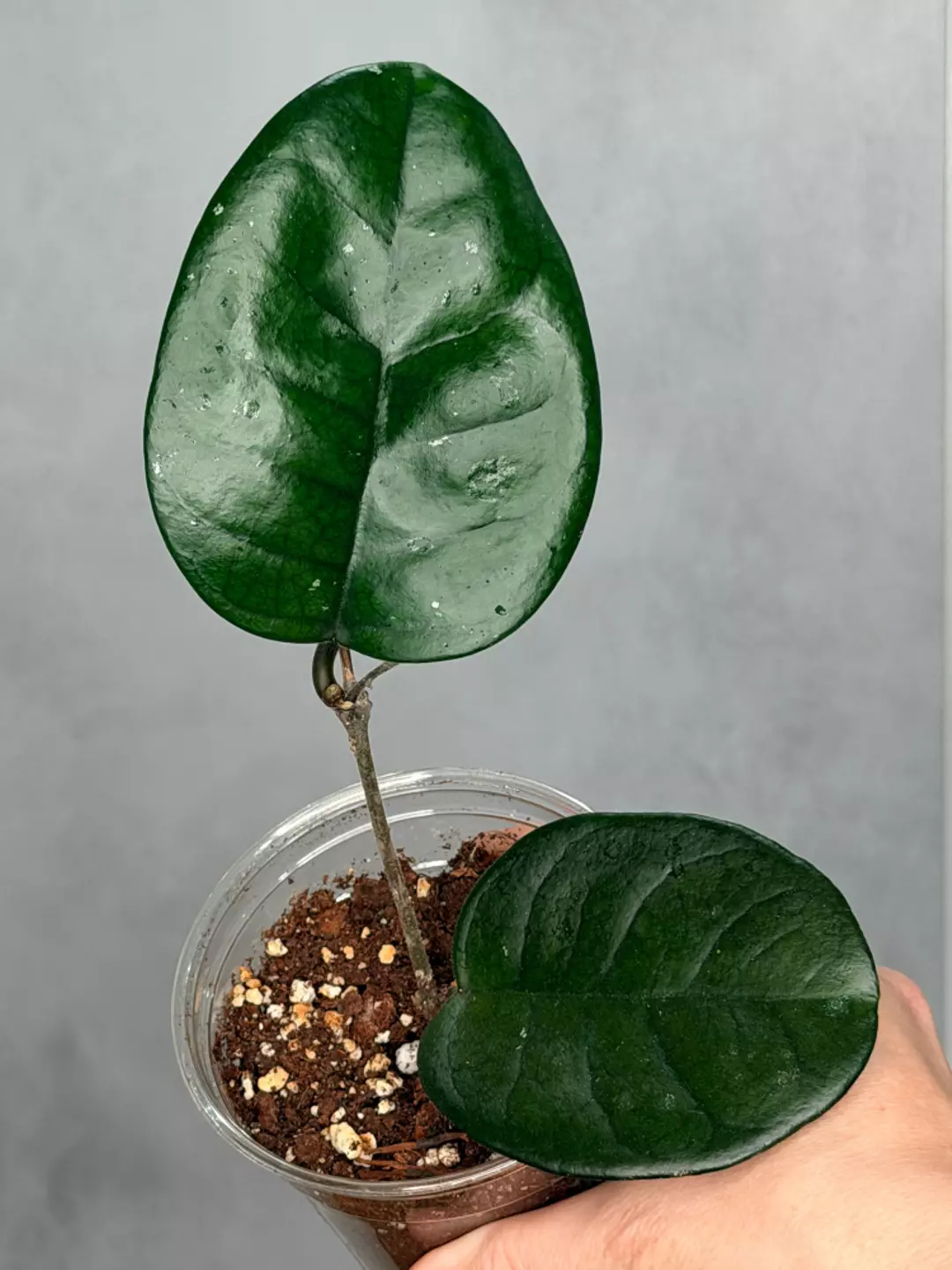 Hoya ‘Col. Meekin’s’ thumbnail