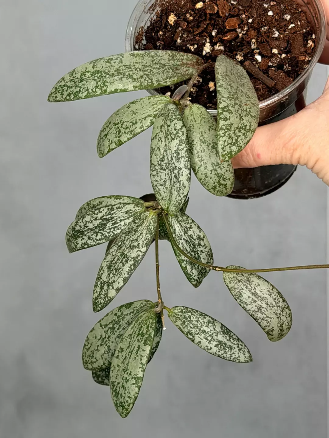 Hoya sigilatis (Round Leaf) thumbnail