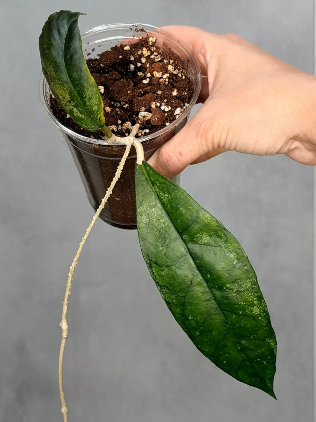 Hoya sp Bahoi  thumbnail