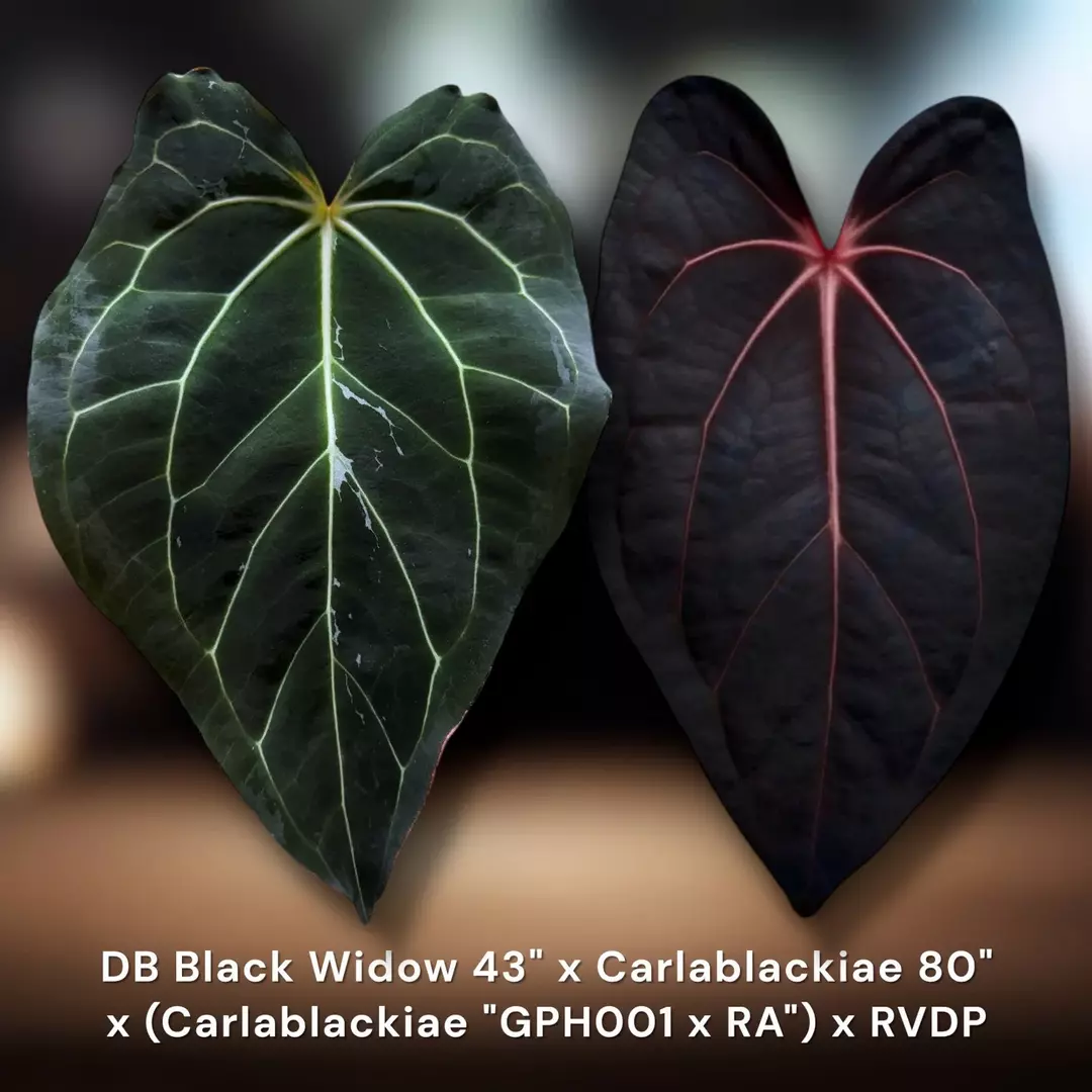 Black Widow 43" × Carlablackiae 80" × (Carlablackiae “GPH001” × RA x RVDP) thumbnail