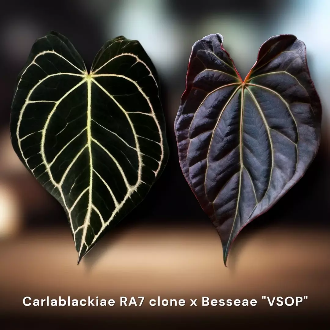Carlablackiae RA7 × Besseae aff. "VSOP" thumbnail
