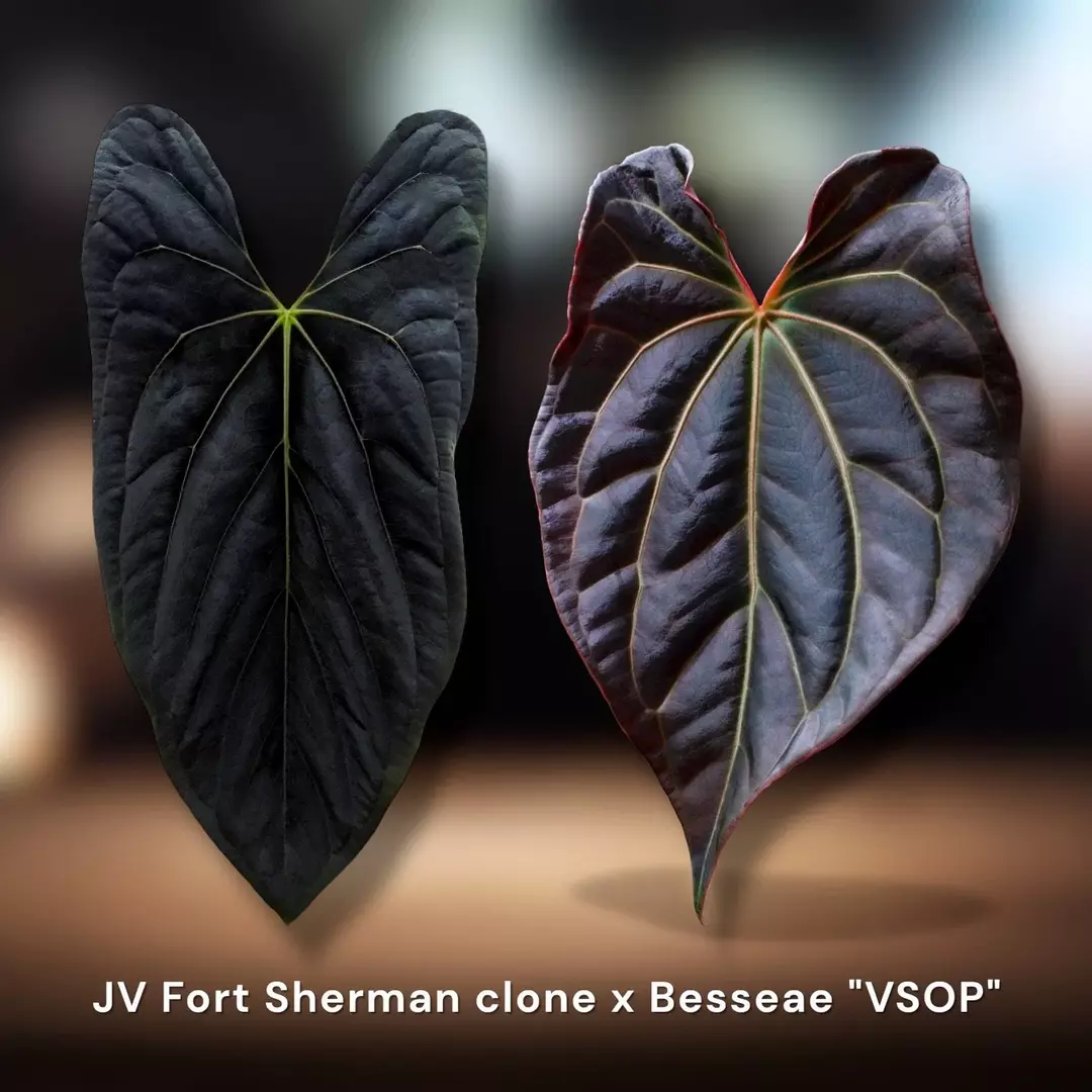Fort Sherman Clone x Besseae aff. “VSOP” thumbnail
