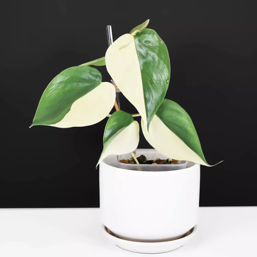 Philodendron Hederaceum (Heartleaf) Albo thumbnail