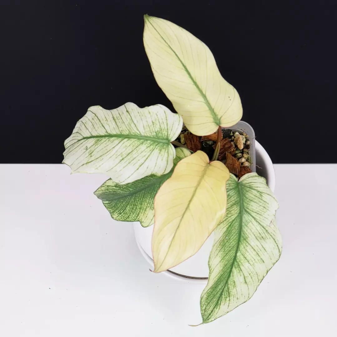 Philodendron Mayoi x Squamiferum thumbnail