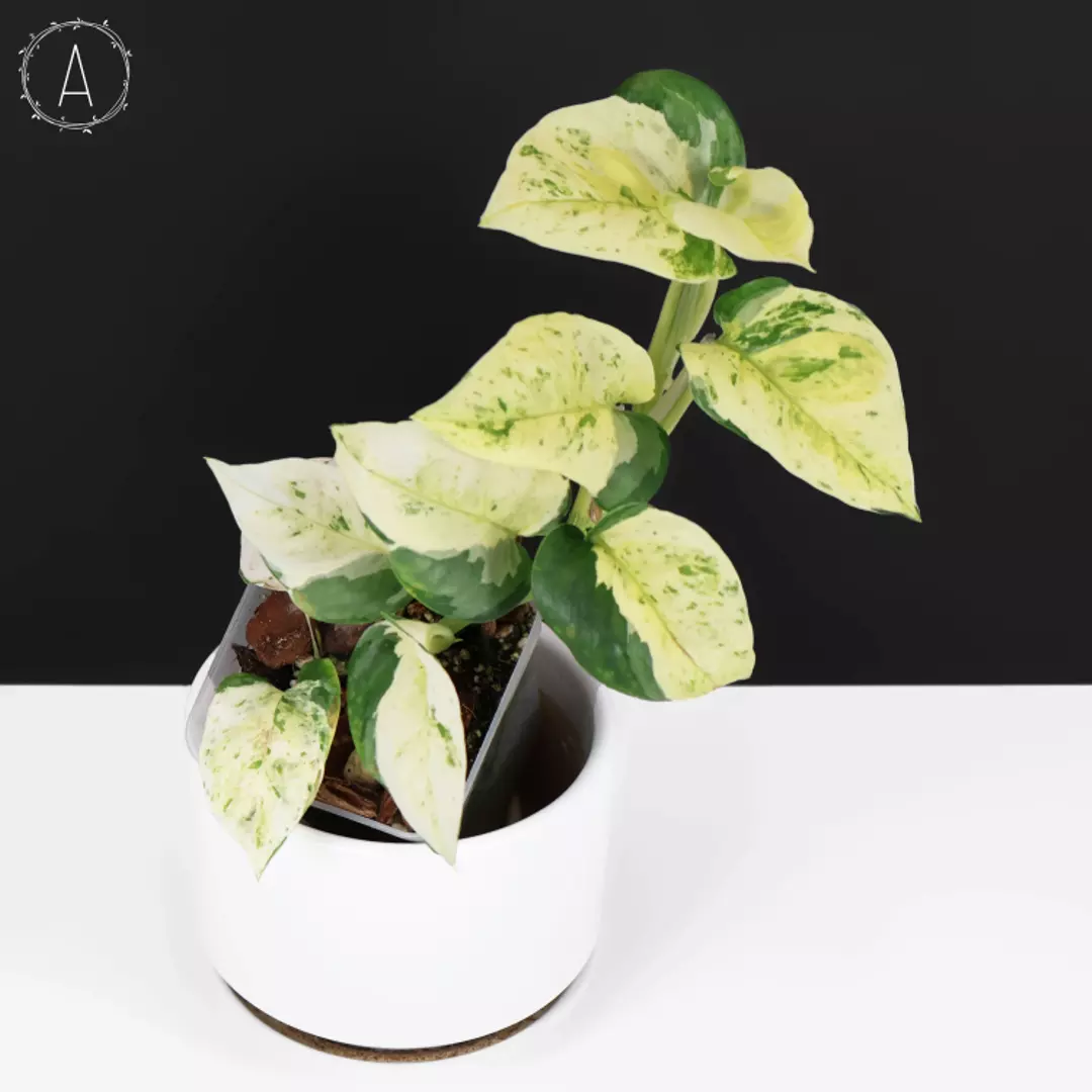 Epipremnum Aureum Japanese Global Pothos thumbnail