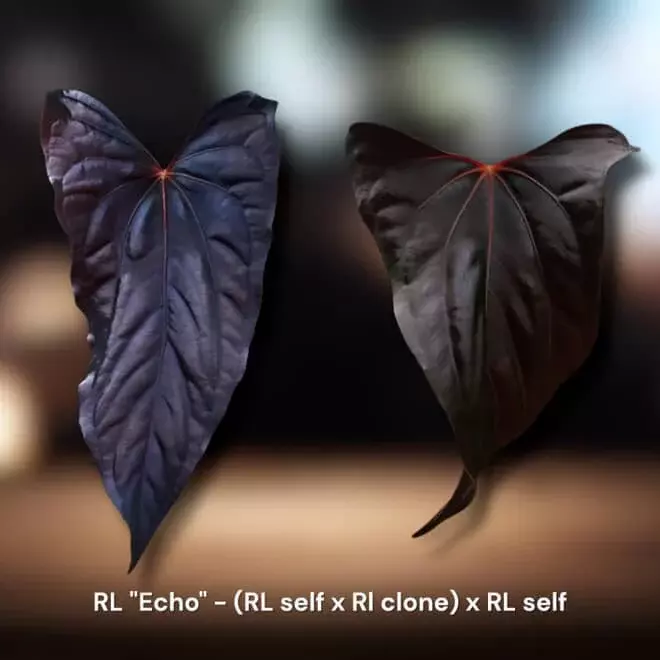 RL (Ralph Lynam) "Echo" thumbnail