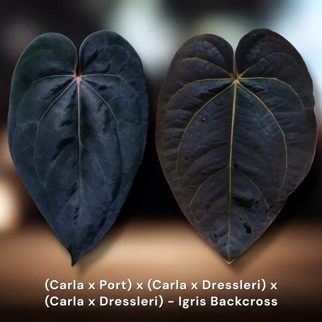 Igris Backcross :: (Carla x Port) x (Carla x Dressleri) x (Carla x Dressleri) thumbnail