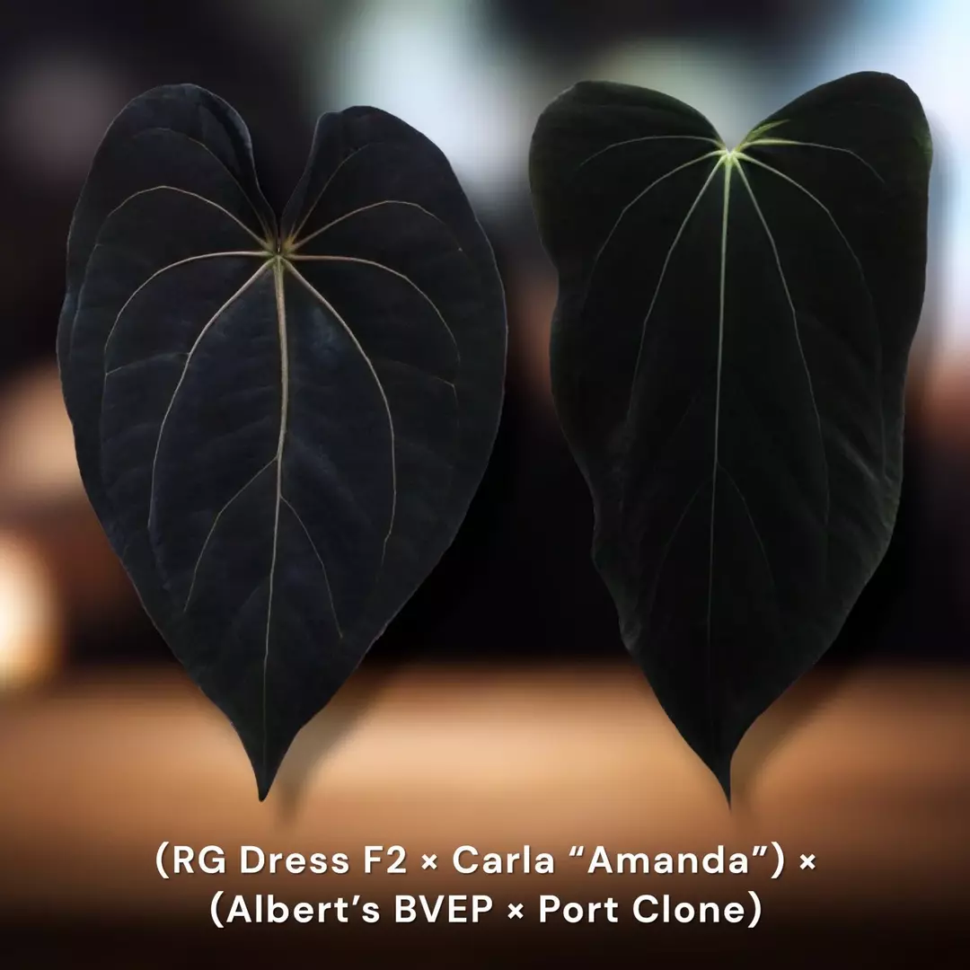 RG Dressleri x Carlablackiae “Amanda” x (BVEP x Dorito Portillae) thumbnail