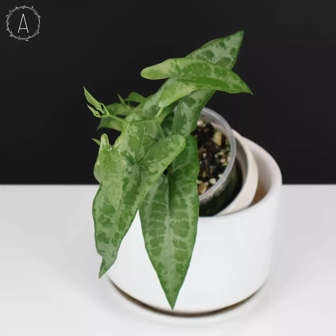 Dioscorea Peru sp. "Baby Croc" thumbnail