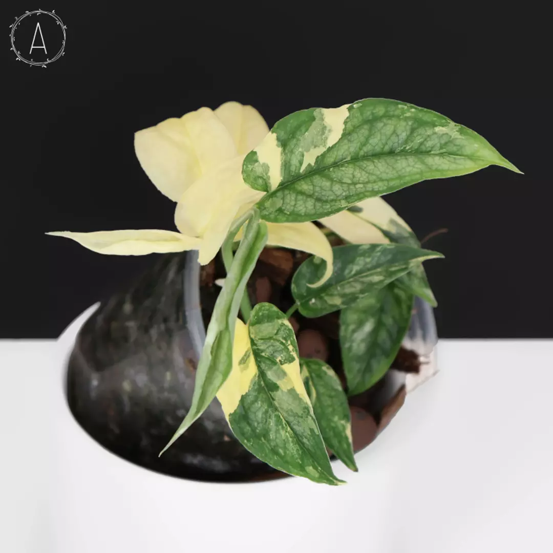 Monstera Siltepecana Albo sp. PBD thumbnail