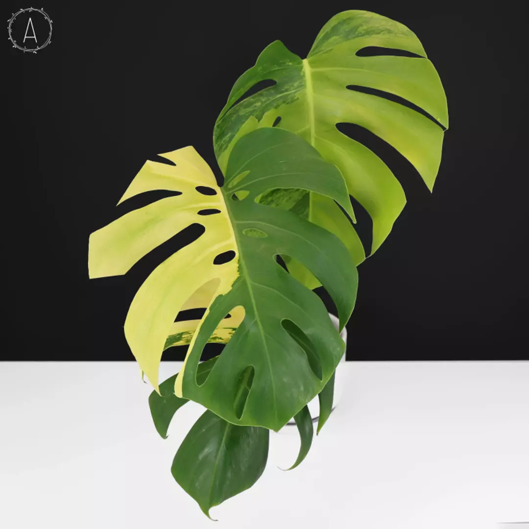 Monstera Aurea (Marmorata) thumbnail
