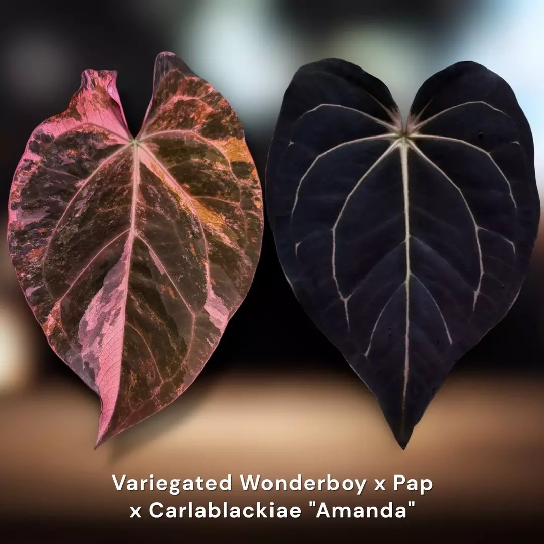 Variegated Wonderboy x Pap × Carlablackiae "Amanda" thumbnail