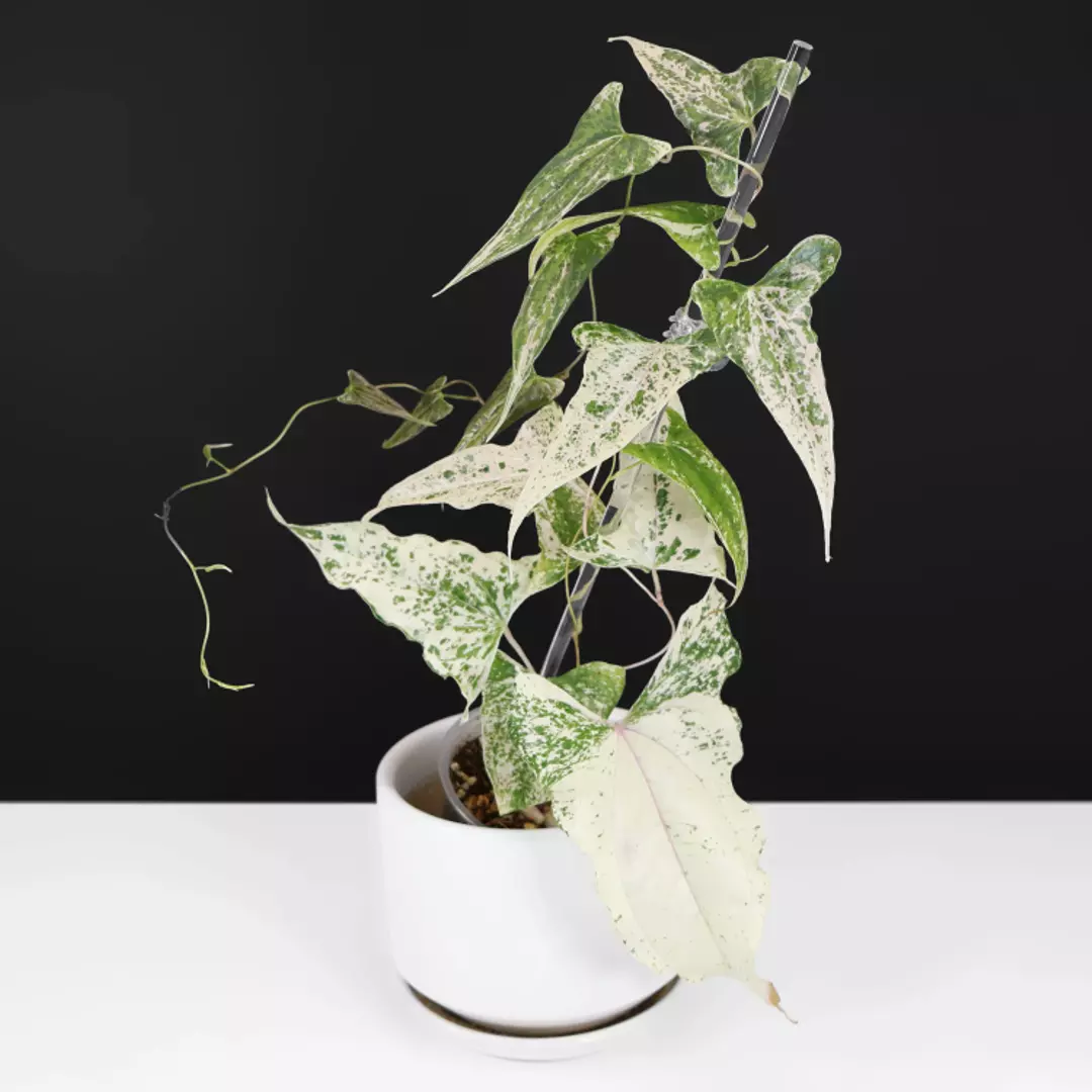 Dioscorea Piskie (Variegated Dioscorea Garretti) thumbnail