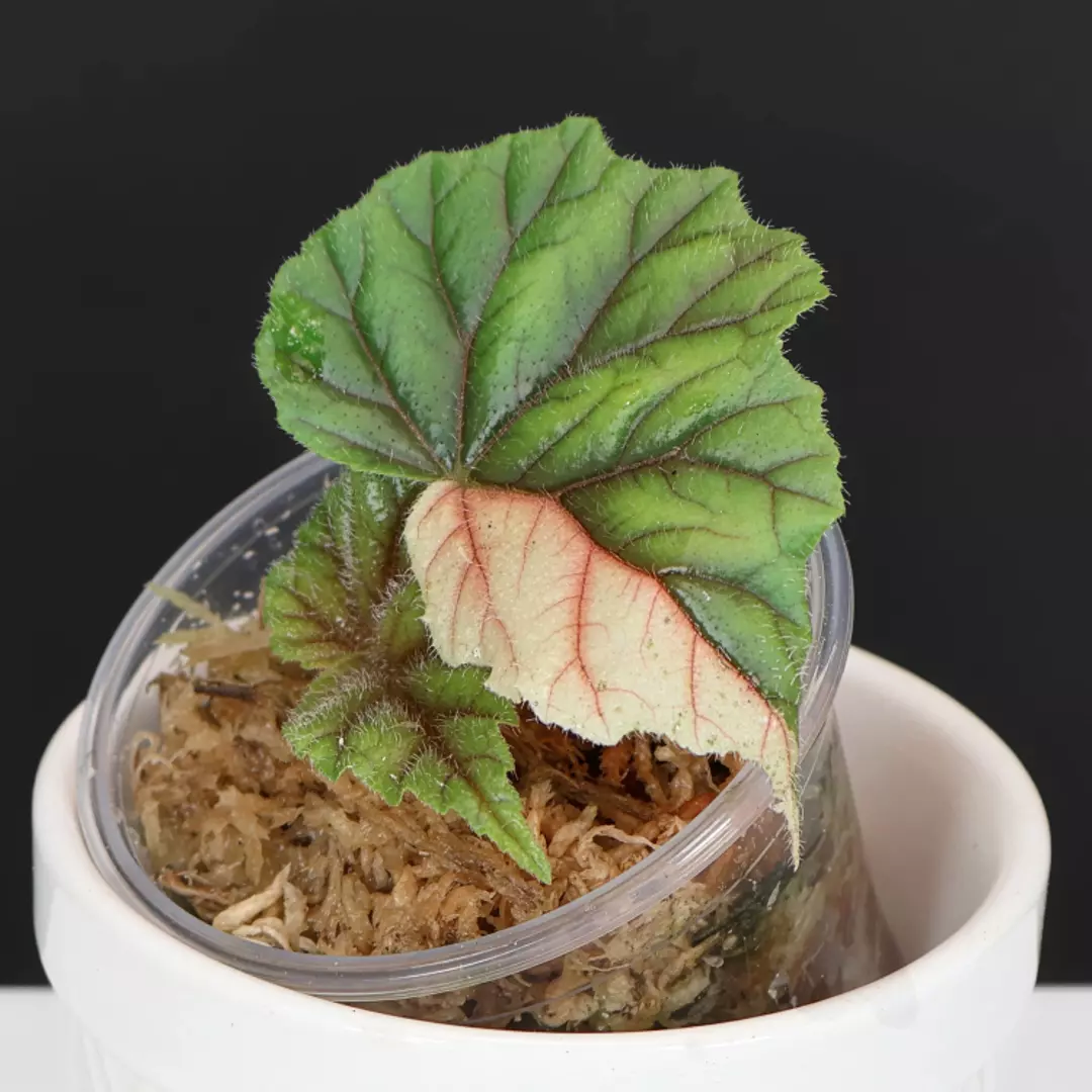 Begonia Metallica Variegated thumbnail