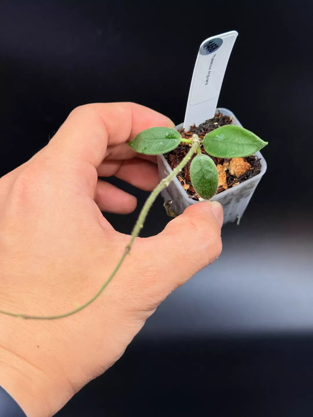 1468 Hoya Phaseolus Angularis thumbnail