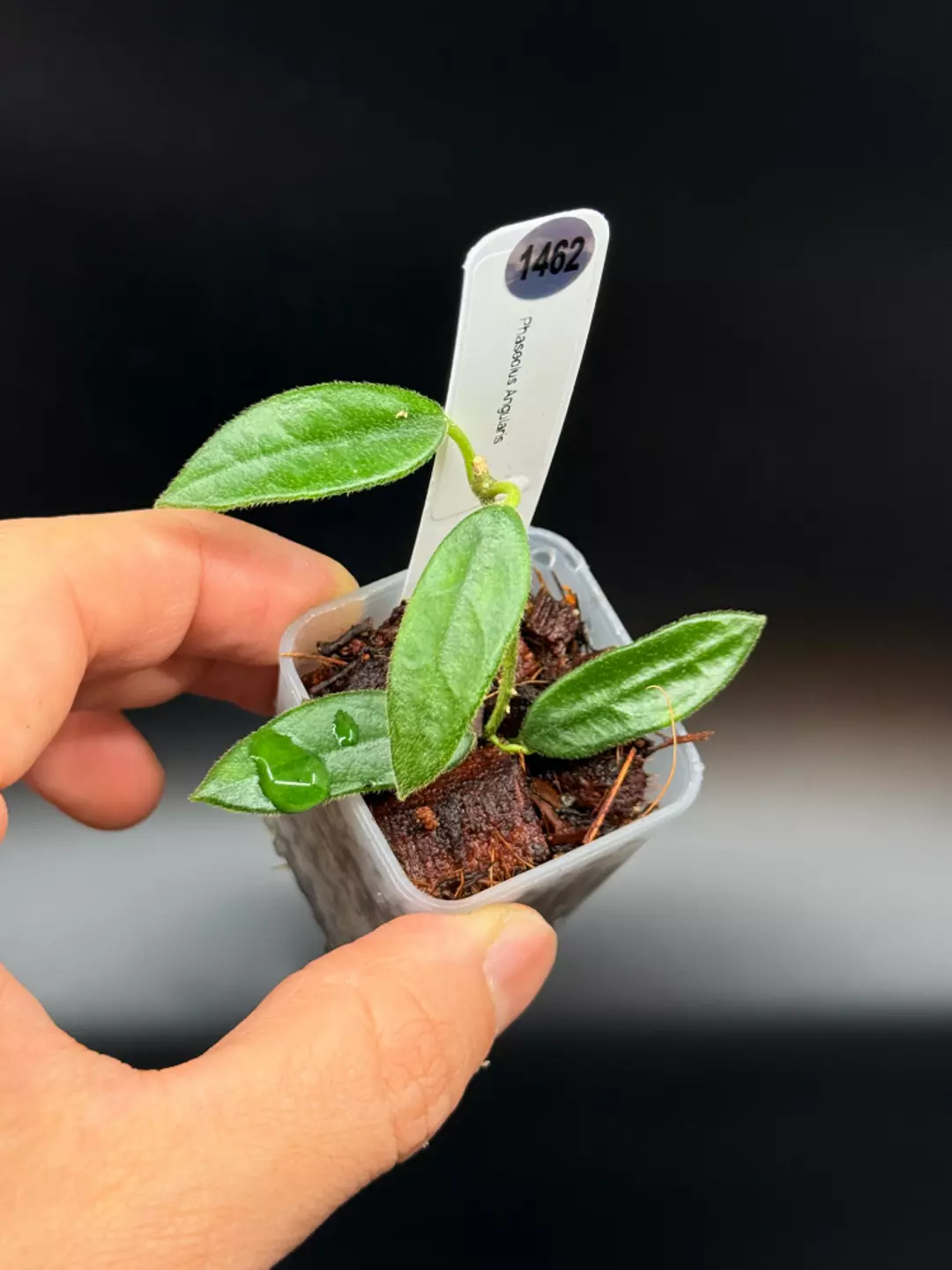 1462 Hoya Phaseolus Angularis thumbnail
