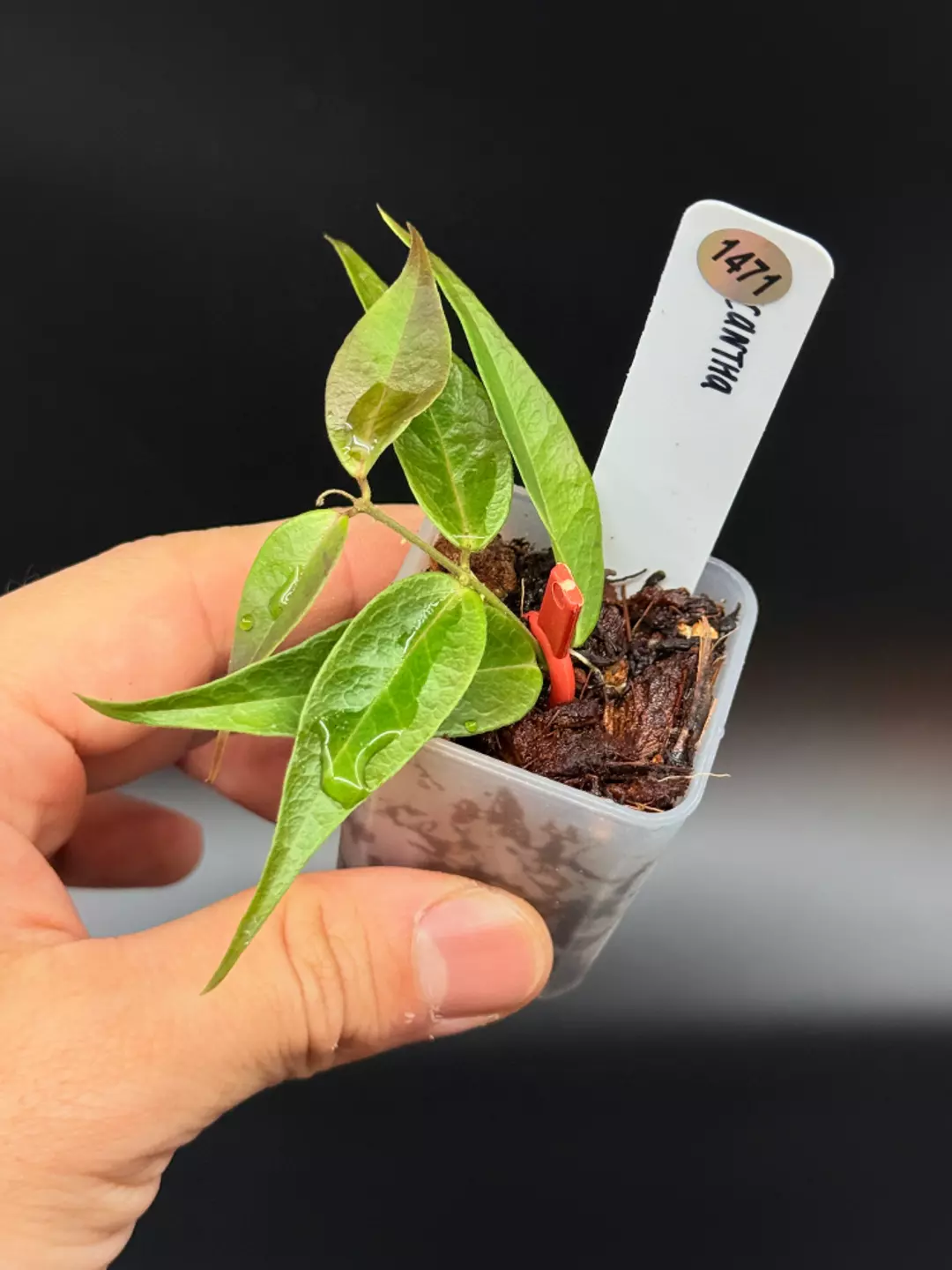 1471 Hoya Leucantha thumbnail