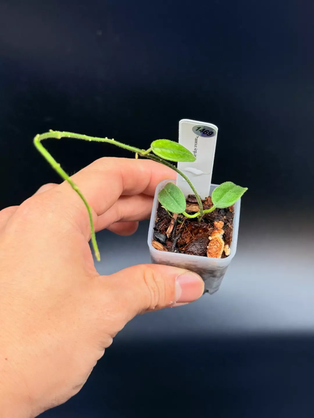 1469 Hoya Phaseolus Angularis thumbnail