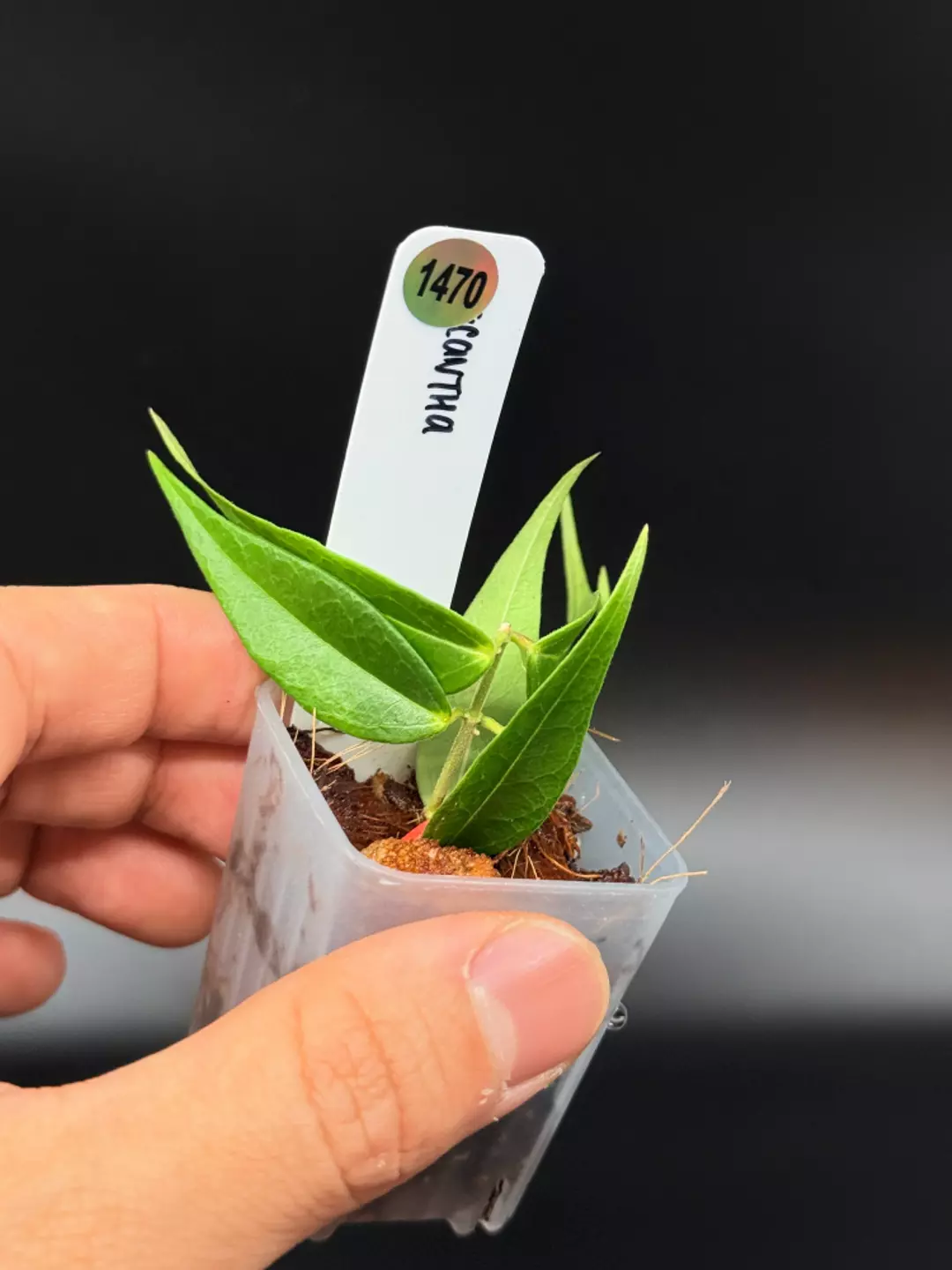 1470 Hoya Leucantha thumbnail