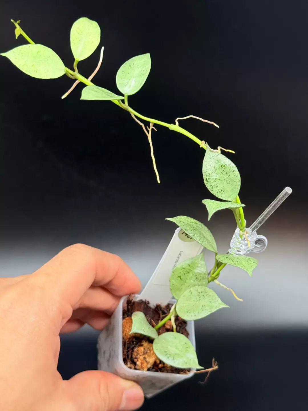 1457 Hoya Lacunosa Mint thumbnail