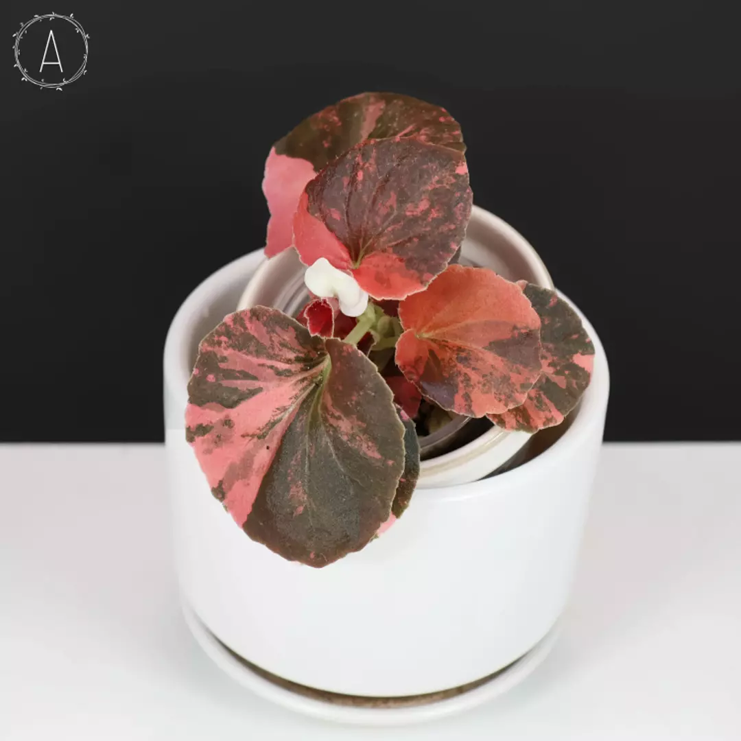 Begonia "Pink to the Max" (Semperflorens Sp. Pink) thumbnail