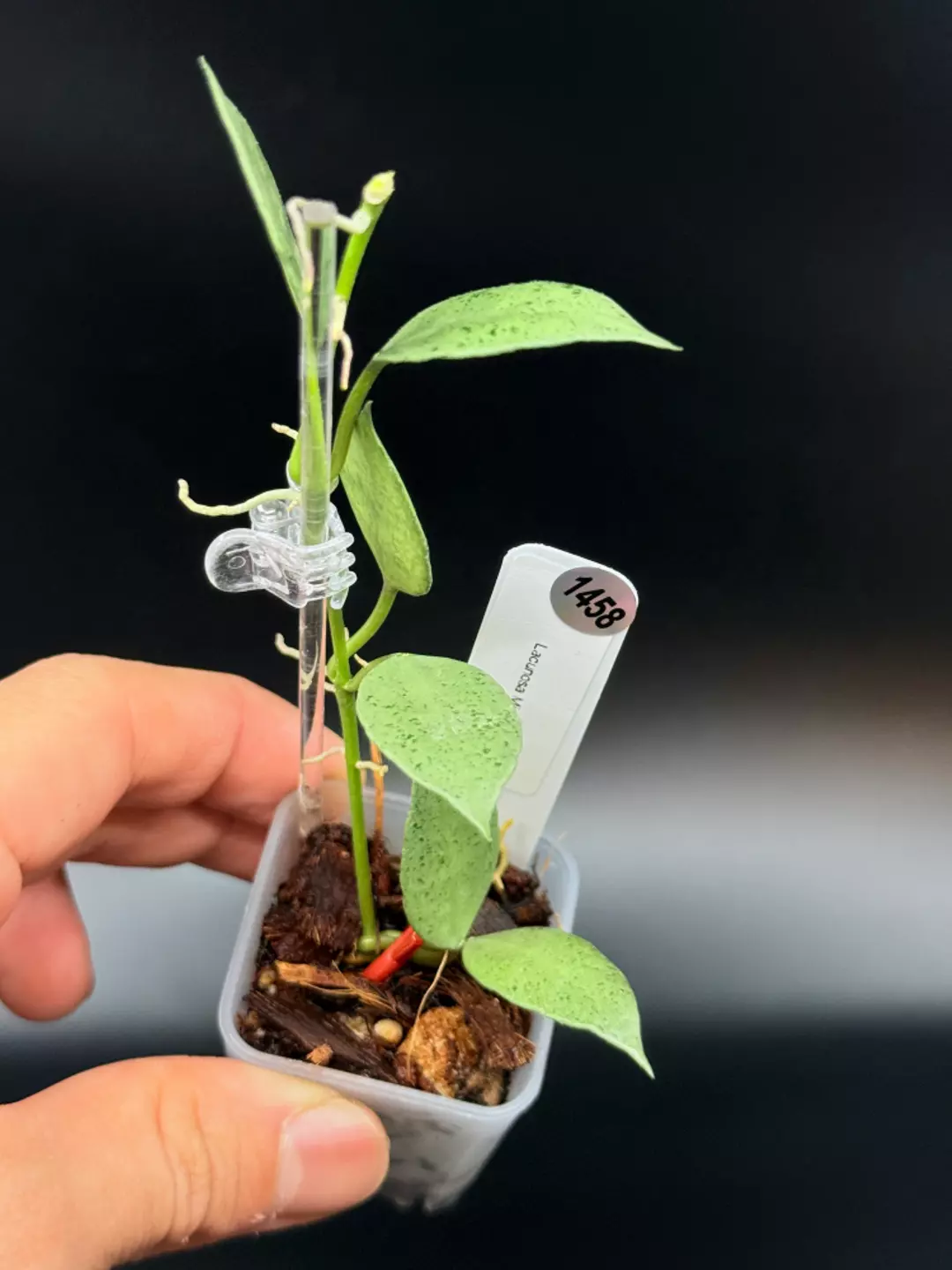 1458 Hoya Lacunosa Mint thumbnail