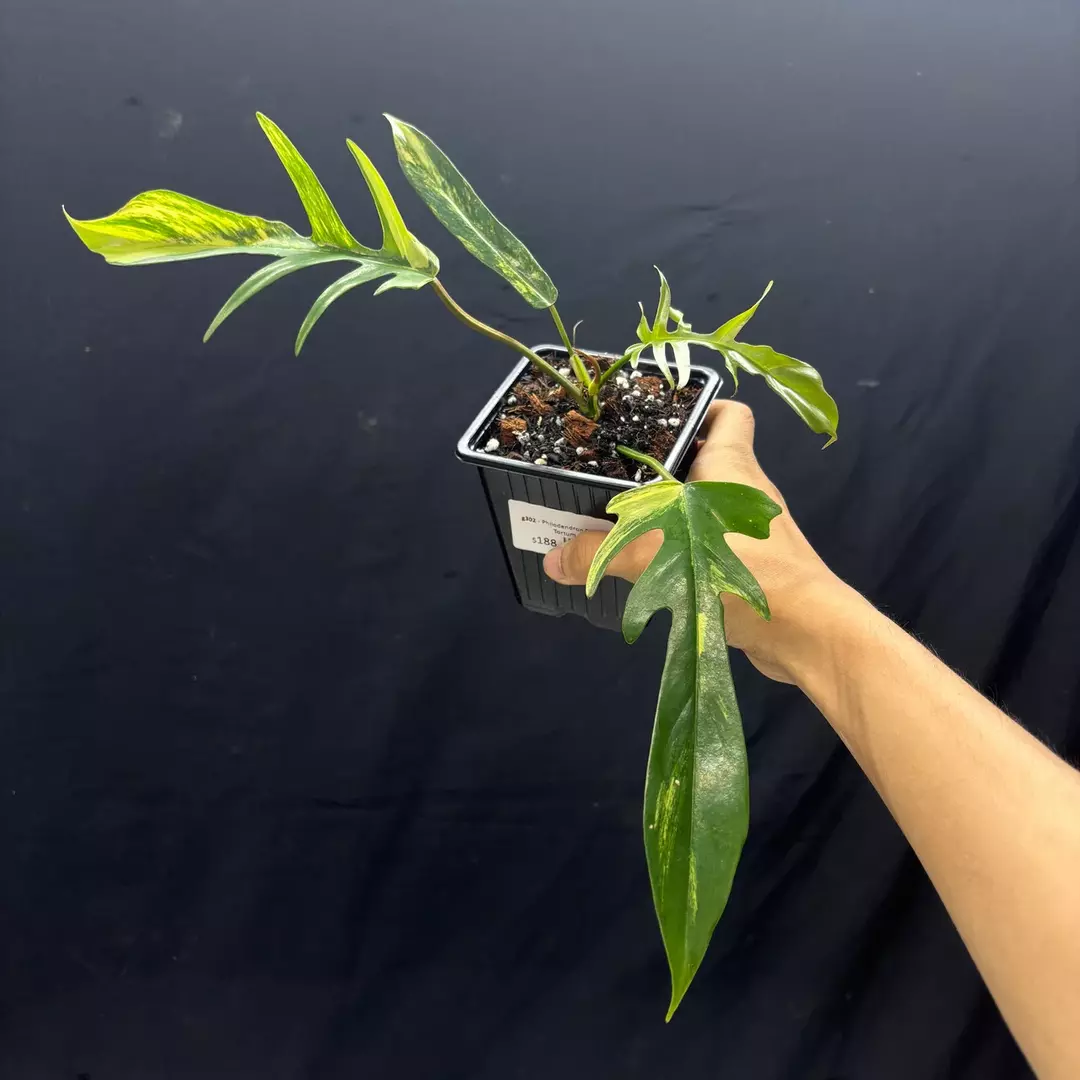 g302 Philodendron Flobe x Tortum thumbnail