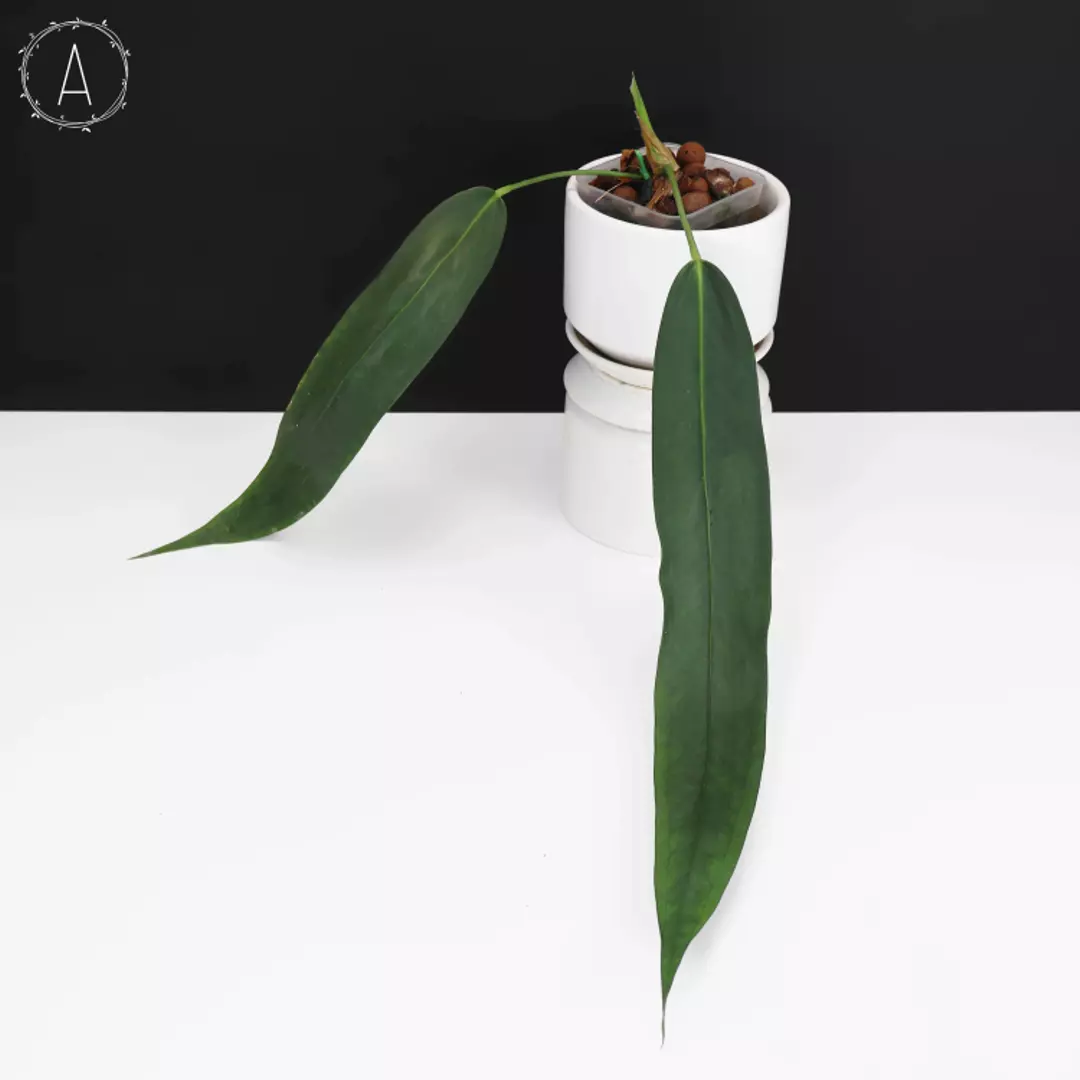 Anthurium Wendlingeri Rio Gloria (Seed Grown)  thumbnail