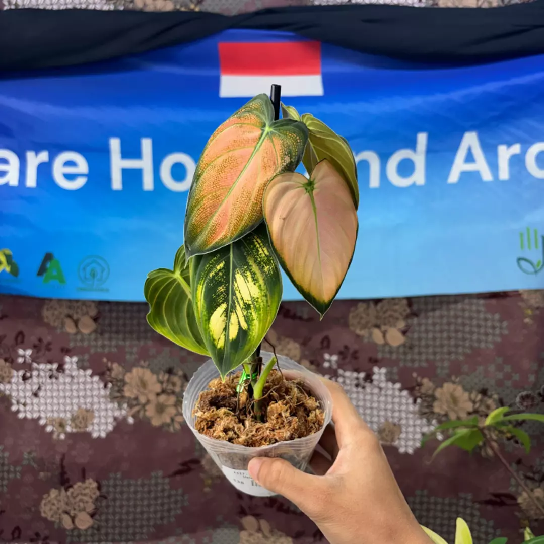 h117 Philodendron Melano Pink thumbnail