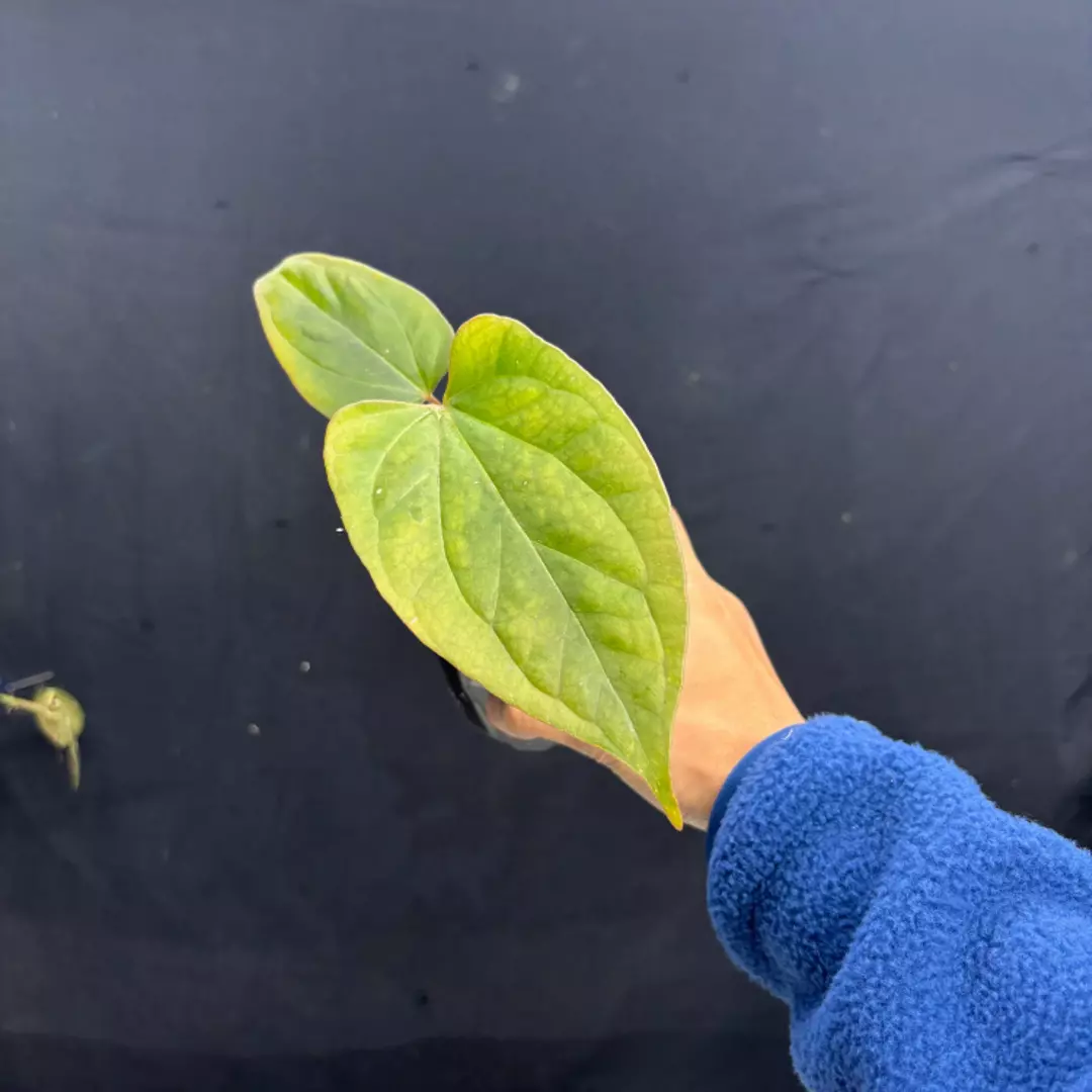 a304 Anthurium King of Spades x Luxurian thumbnail