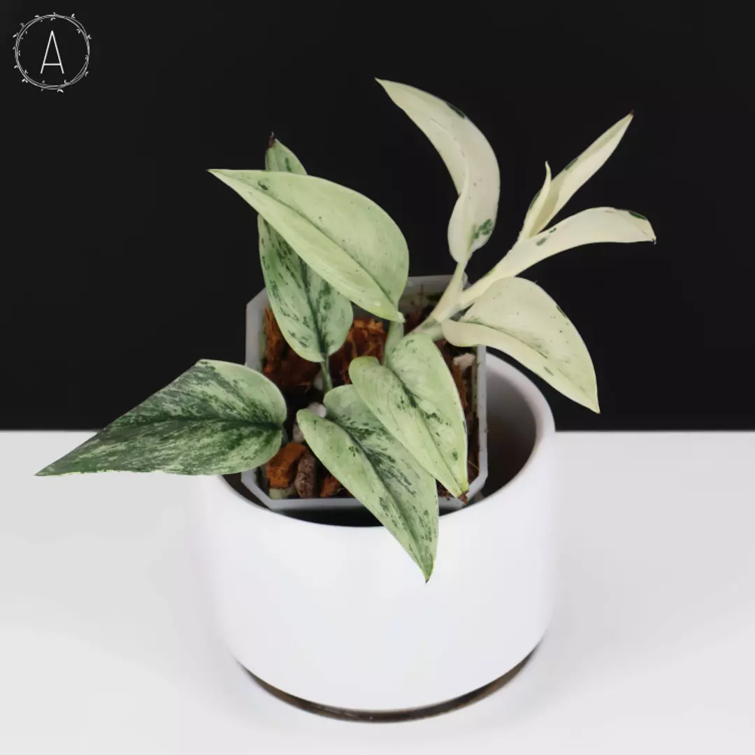 Scindapsus Superstar (Variegated Treubii) thumbnail