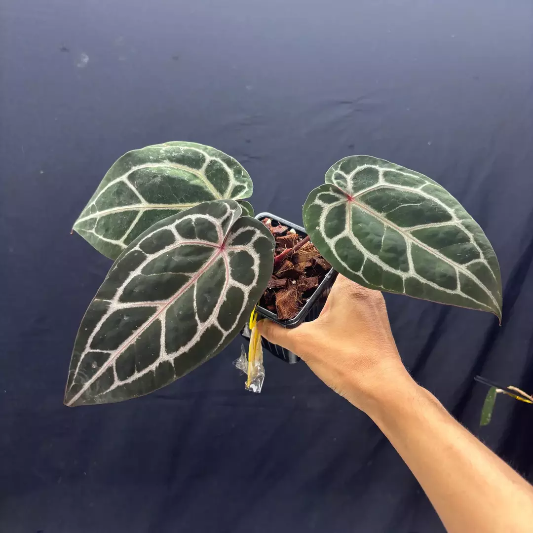 g311	Anthurium Pink Lemonade thumbnail