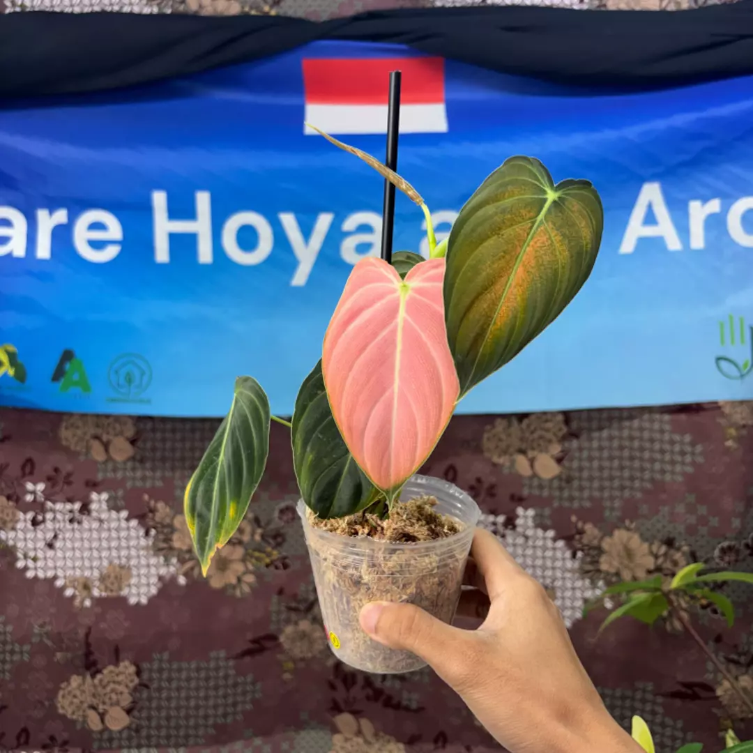 h116 Philodendron Melano Pink thumbnail