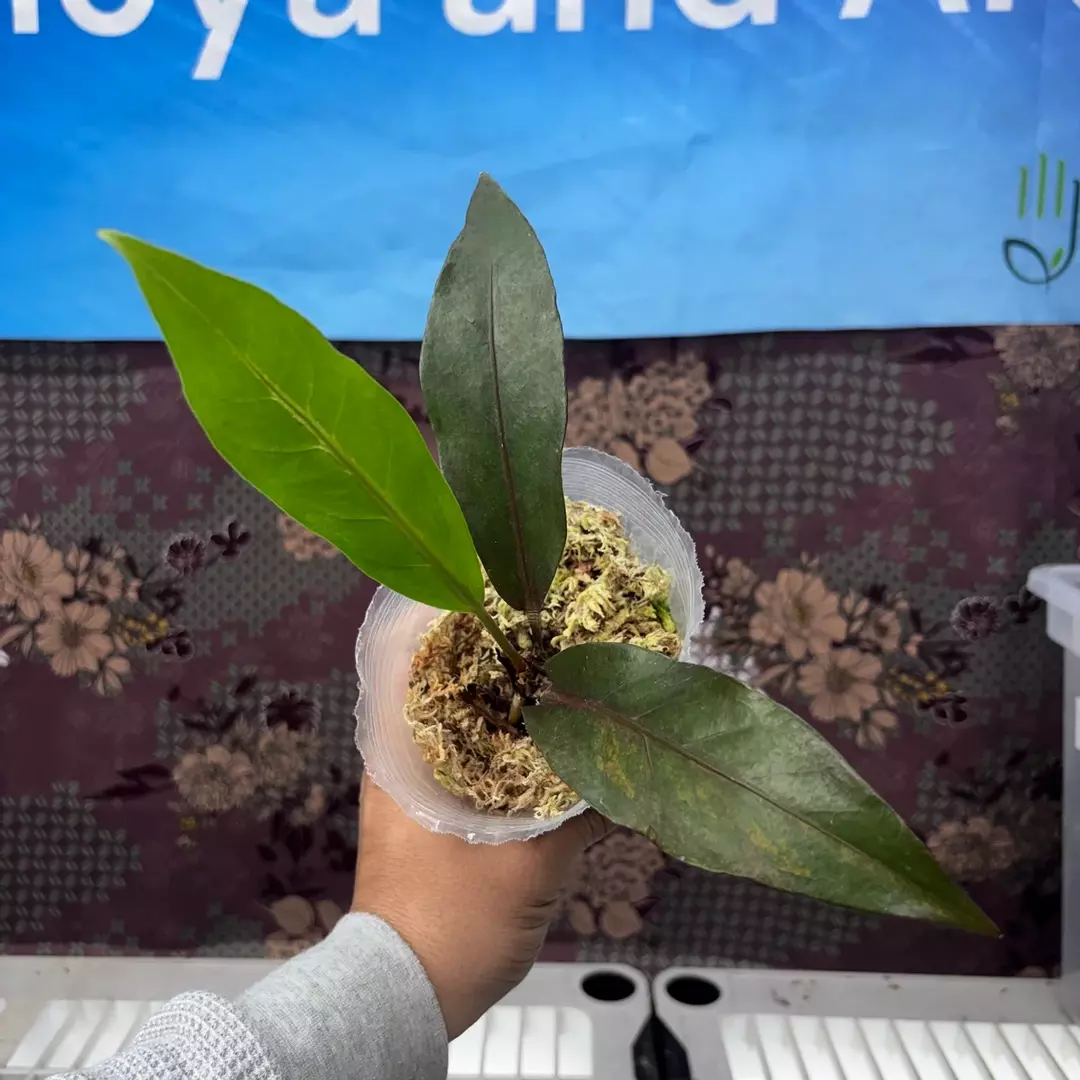 e412 Anthurium Hockery Red Var thumbnail