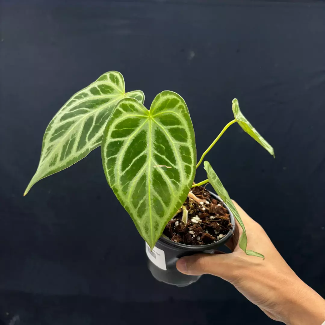 e222 Anthurium silver tiger thumbnail