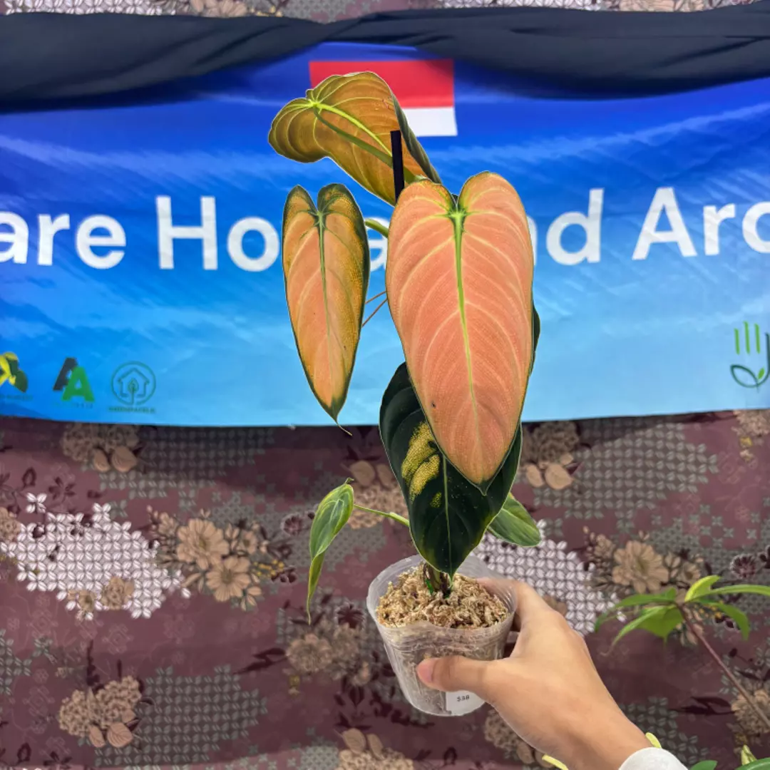 h118 Philodendron Melano Pink thumbnail