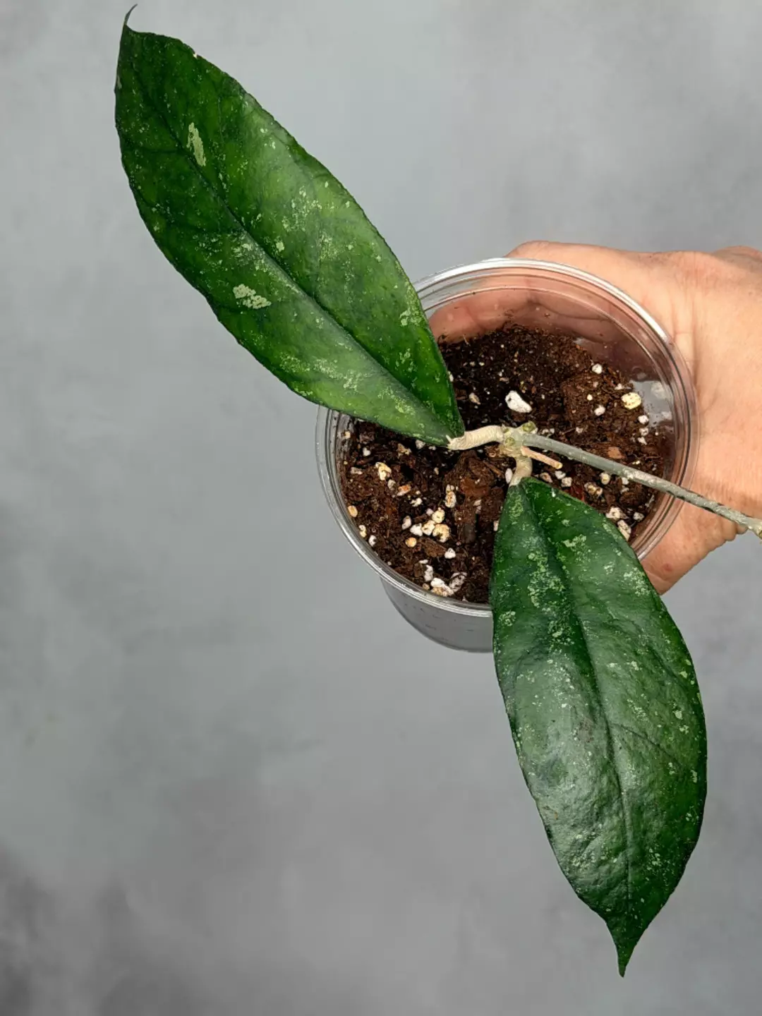 Hoya sp Bahoi thumbnail